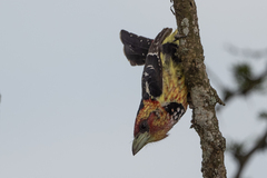 Trachyphonus vaillantii