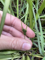 Carex inversa