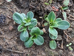 Dodecatheon