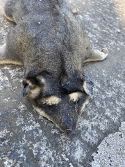 Philander opossum