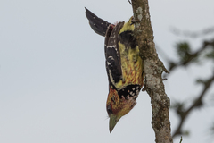 Trachyphonus vaillantii