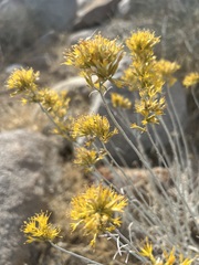 Ericameria nauseosa hololeuca