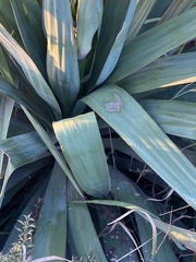 Yucca gloriosa
