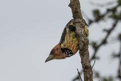 Trachyphonus vaillantii