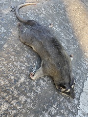 Philander opossum