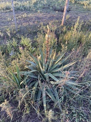Yucca gloriosa