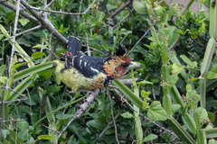 Trachyphonus vaillantii