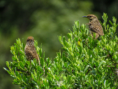 Campylorhynchus gularis
