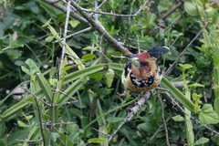 Trachyphonus vaillantii