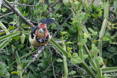 Trachyphonus vaillantii