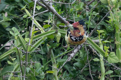 Trachyphonus vaillantii