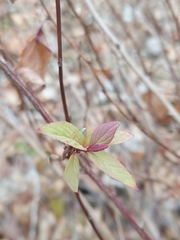 Spiraea