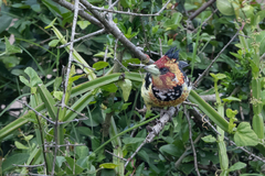 Trachyphonus vaillantii