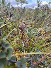 Pedicularis lapponica