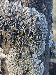 Lichinaceae