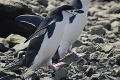 Pygoscelis antarcticus