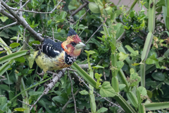 Trachyphonus vaillantii