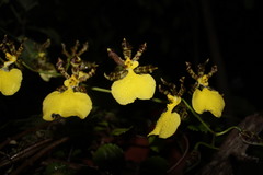 Oncidium tigrinum