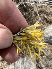 Ericameria nauseosa hololeuca