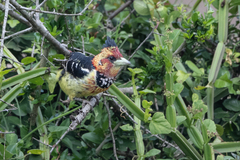 Trachyphonus vaillantii