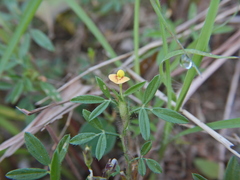 Stylosanthes