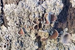 Lichinaceae