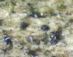 Dothideomycetes