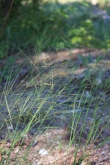 Hesperostipa spartea