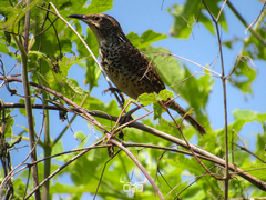 Campylorhynchus gularis