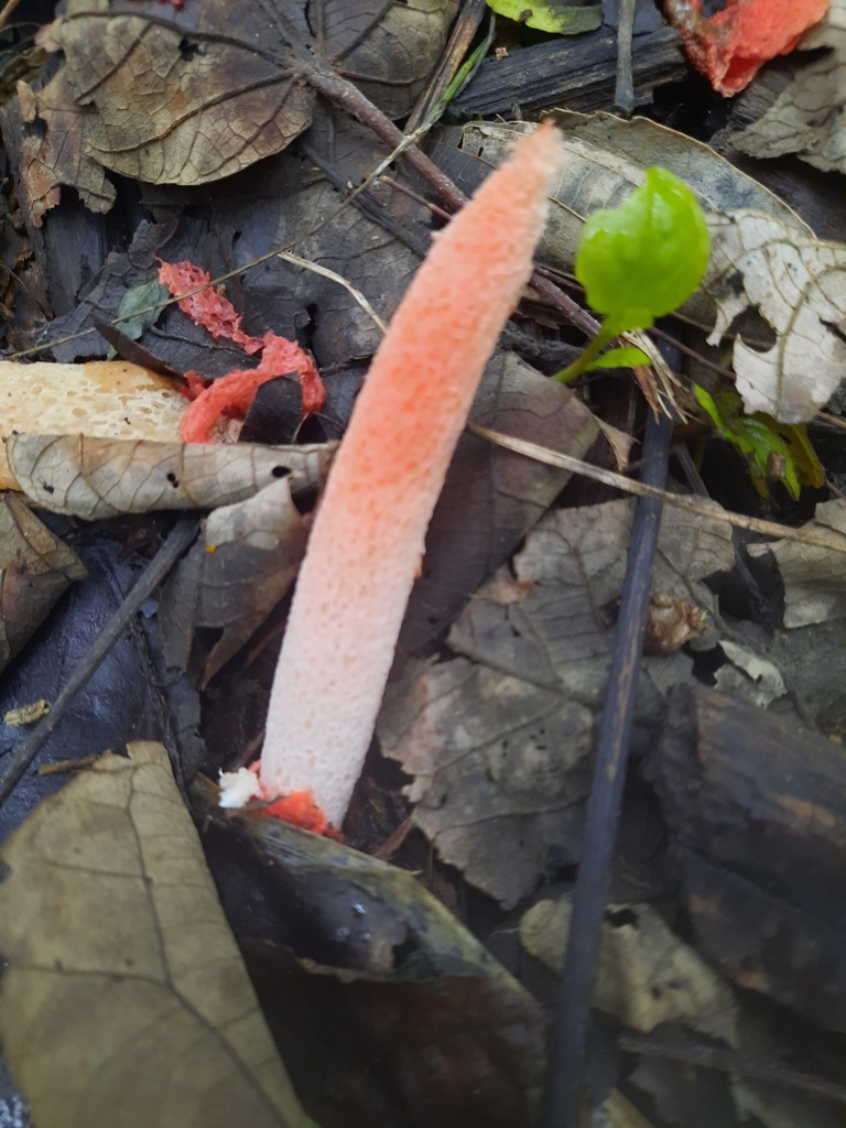 Satyrus rugulosus · December 2022 · photo: © peakaytea (iNaturalist, cc0)