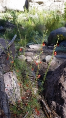 Ipomopsis aggregata formosissima