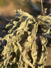 Ramalina leptocarpha