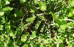 Biserrula pelecinus