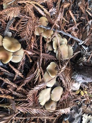 Psilocybe allenii