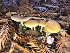 Psilocybe allenii