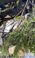 Dichodontium pellucidum