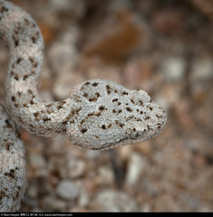 Crotalus mitchellii
