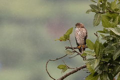 Accipiter tachiro