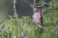 Accipiter tachiro