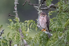 Accipiter tachiro
