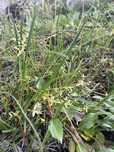 northern starwort (Stellaria calycantha)