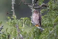 Accipiter tachiro