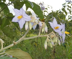 Solanum paniculatum