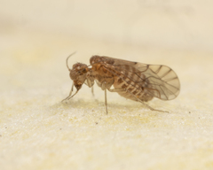Lachesilla tropica