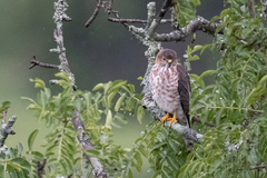 Accipiter tachiro