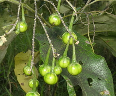 Solanum paniculatum
