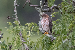 Accipiter tachiro
