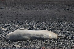 Leptonychotes weddellii