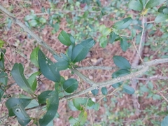 Ligustrum sinense