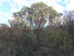 Eucalyptus websteriana